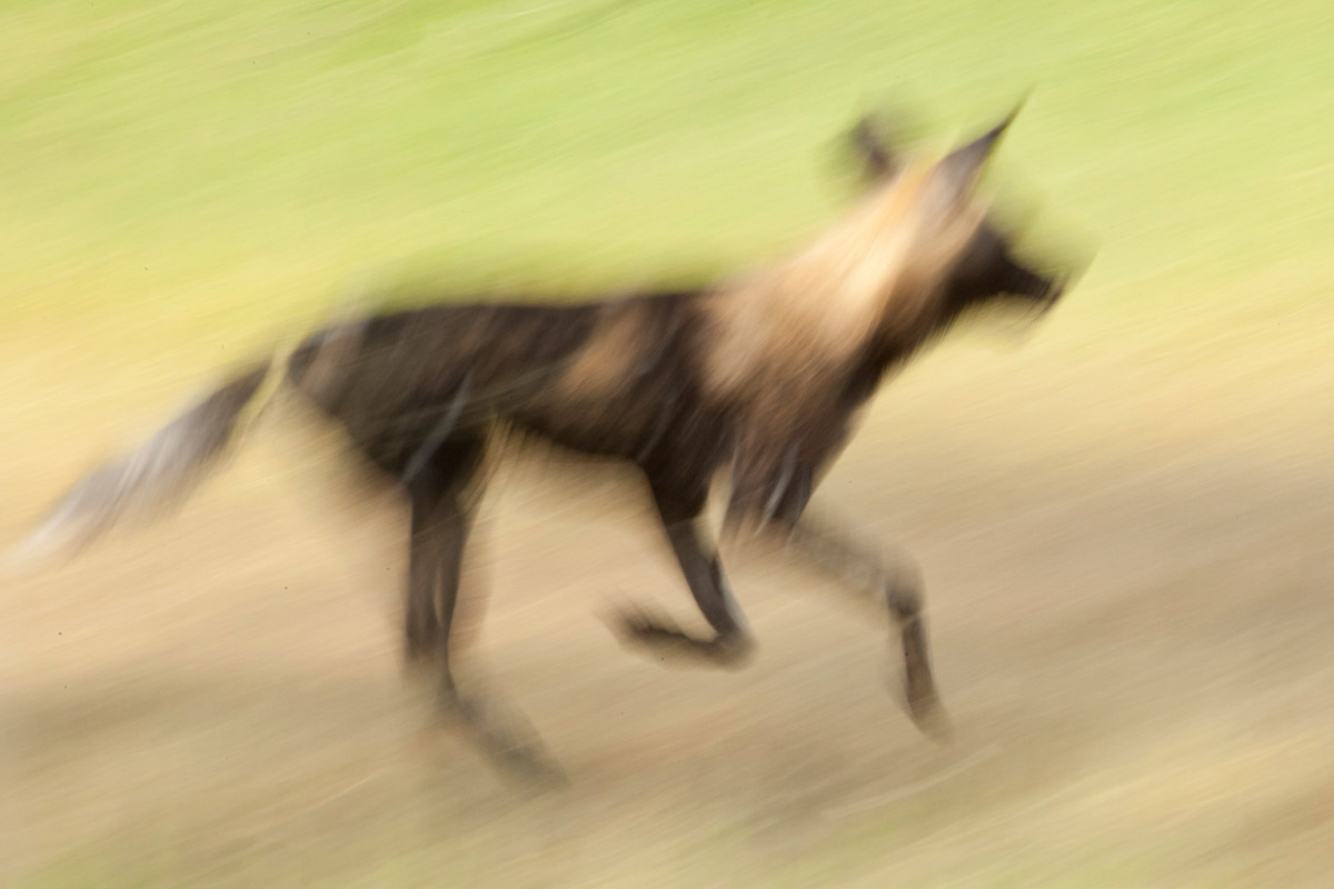 African-wild-dog-blur