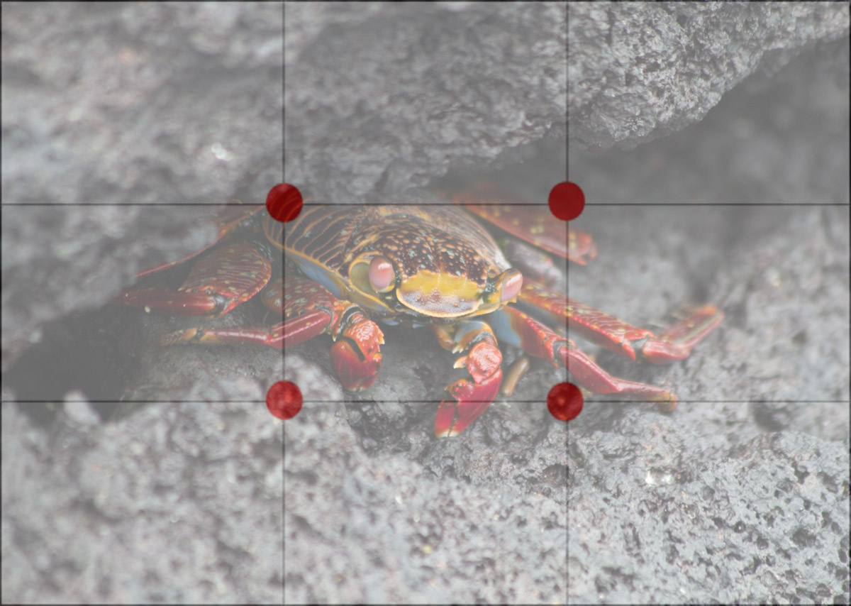 Galapagos-Sally-Lightfoot-crab-with-grid