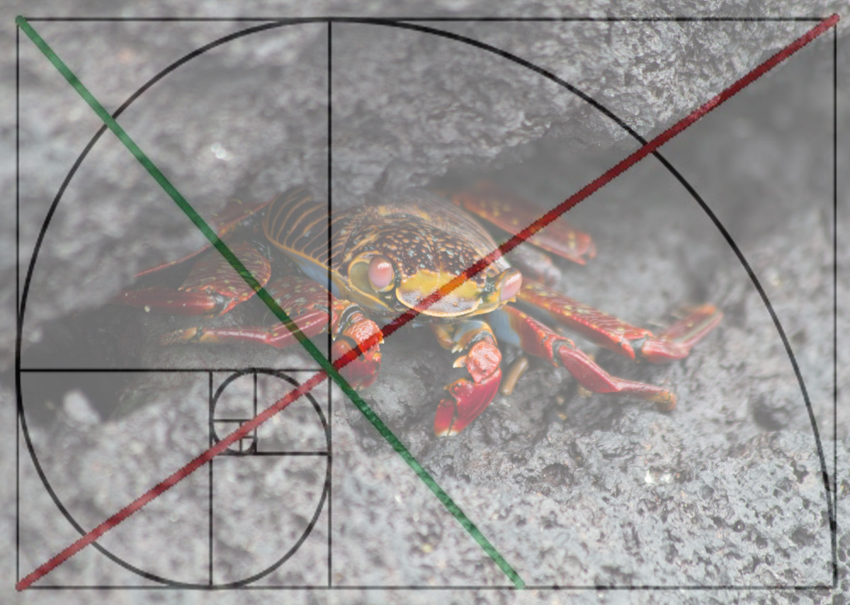 Galapagos-Sally-Lightfoot-crab-with-spiral