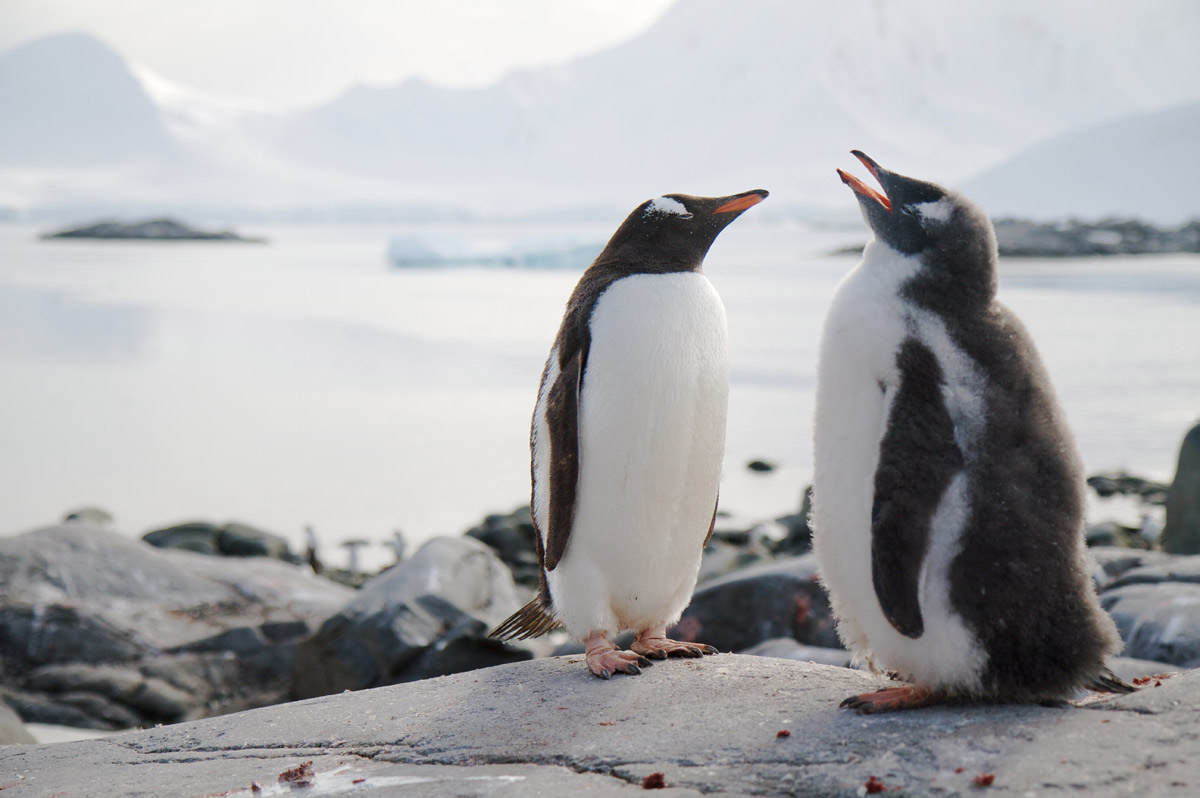 Gentoo-penguins