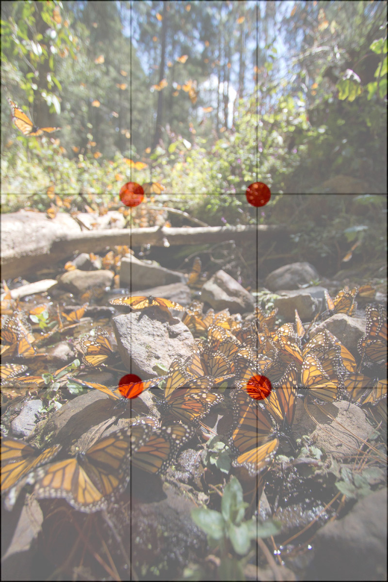 Monarch-butterflies-with-grid