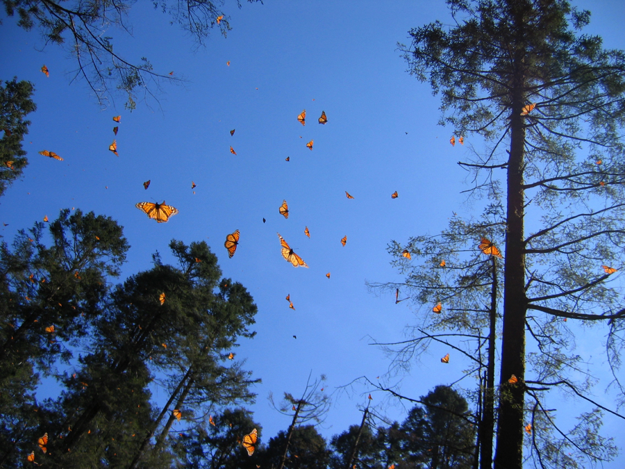 monarchs pines mexico