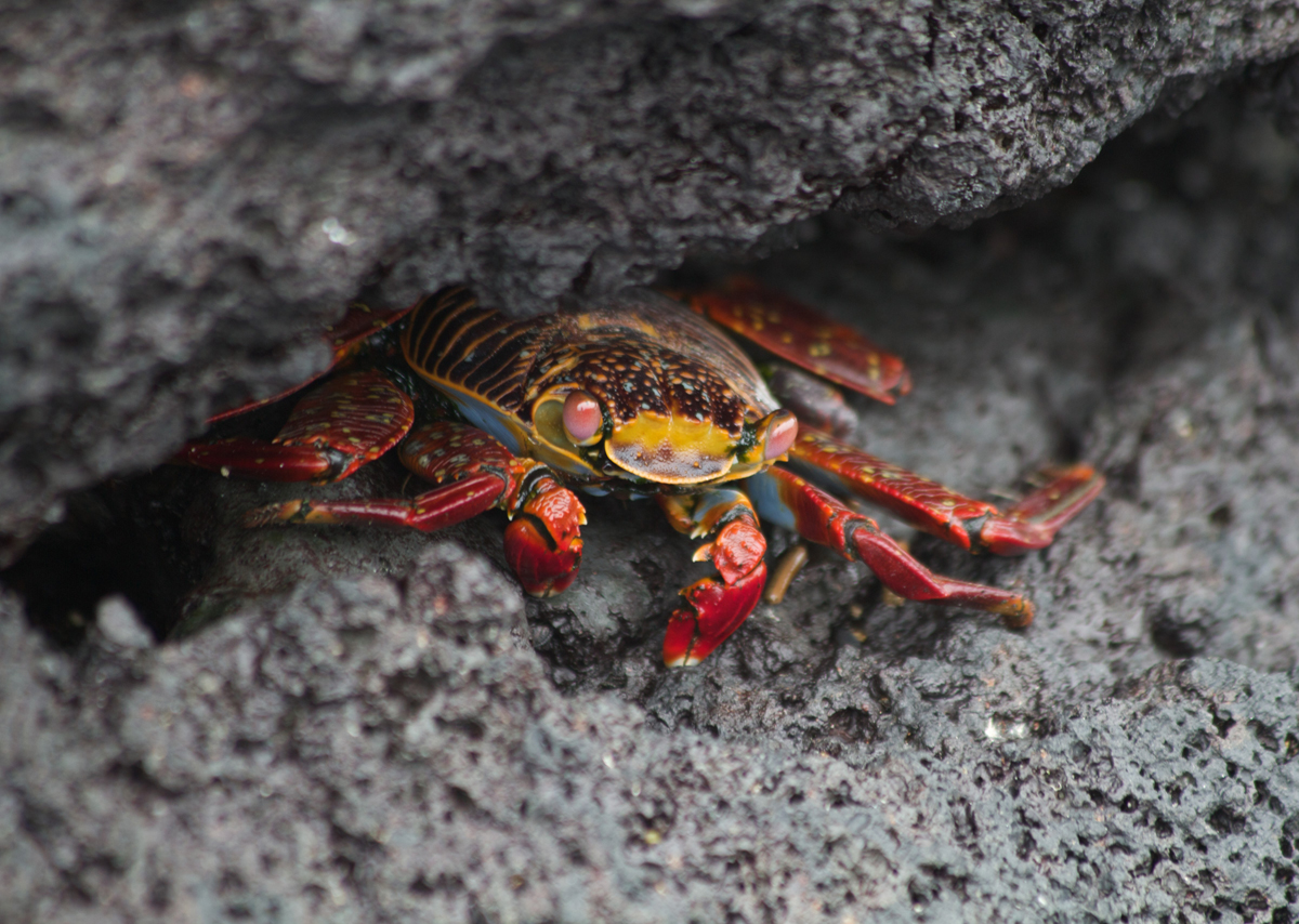 Galapagos-Sally-Lightfoot-crab