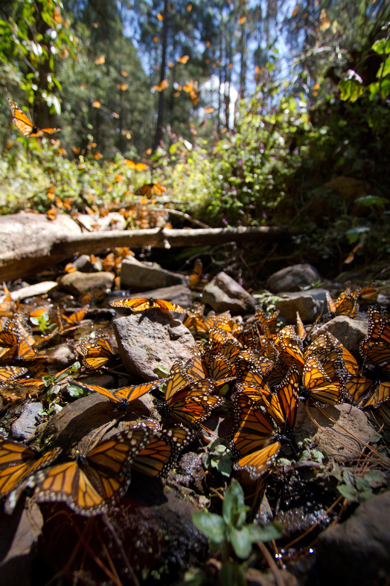 mexico, monarchs, butterfly, monarch butterflies, photo tour, wildlife photography
