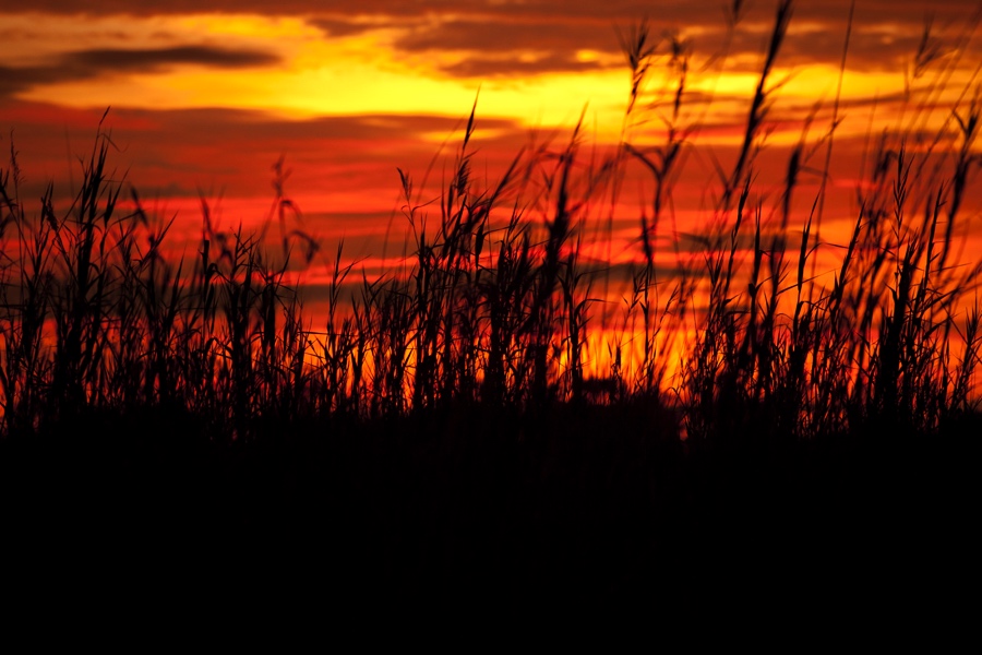 Bright orange Botswana sunset with grass