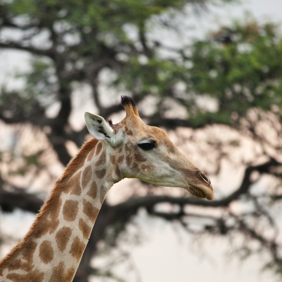 Giraffe closeup on safari in Botswana