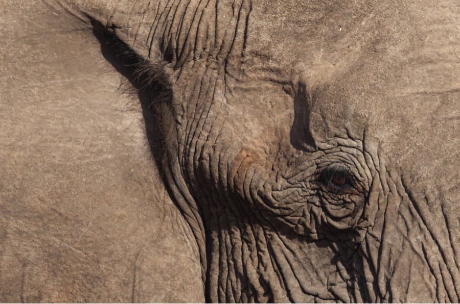 closeup of an elephant eye on safari in Africa
