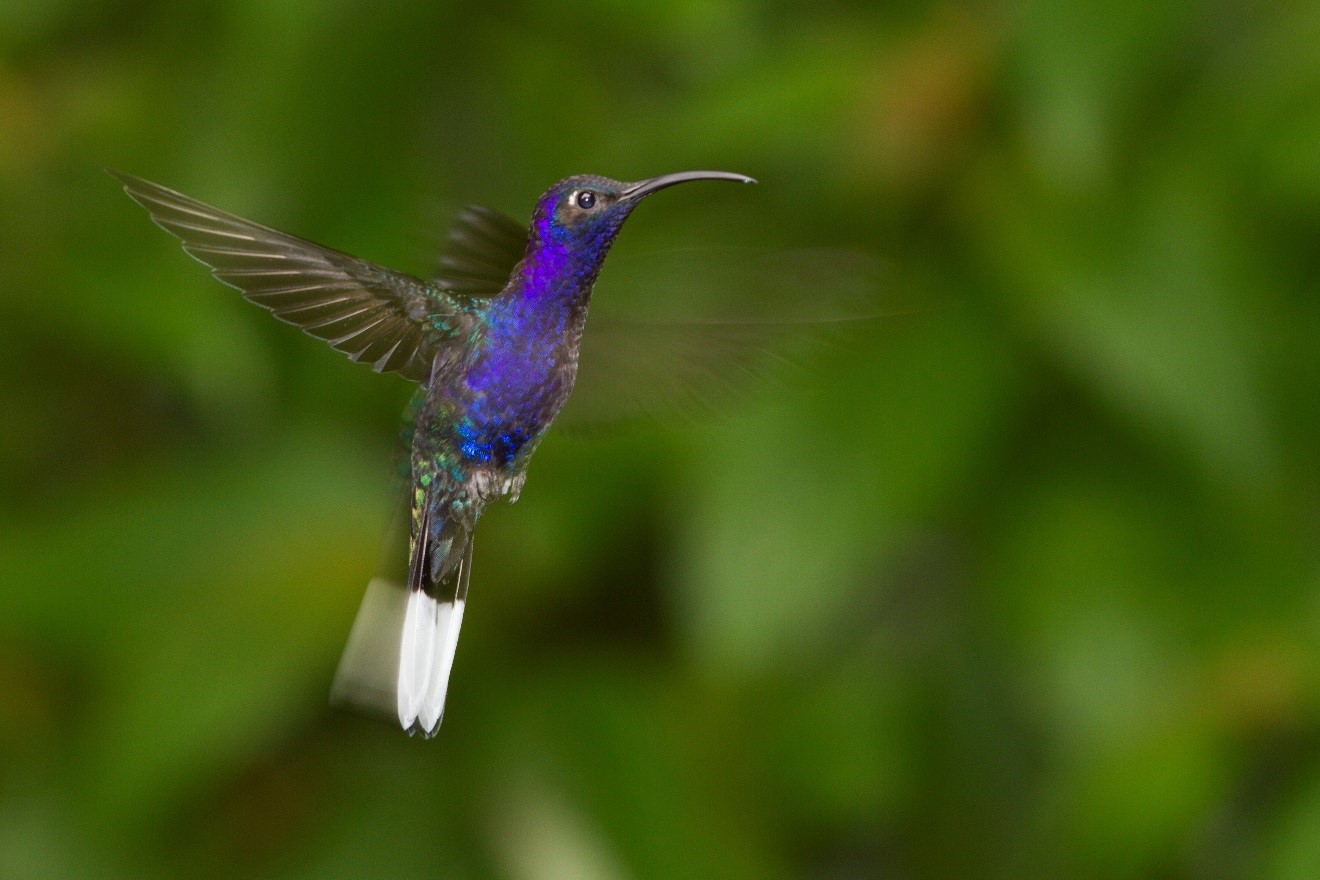 Hummingbird in Costa Rica 5