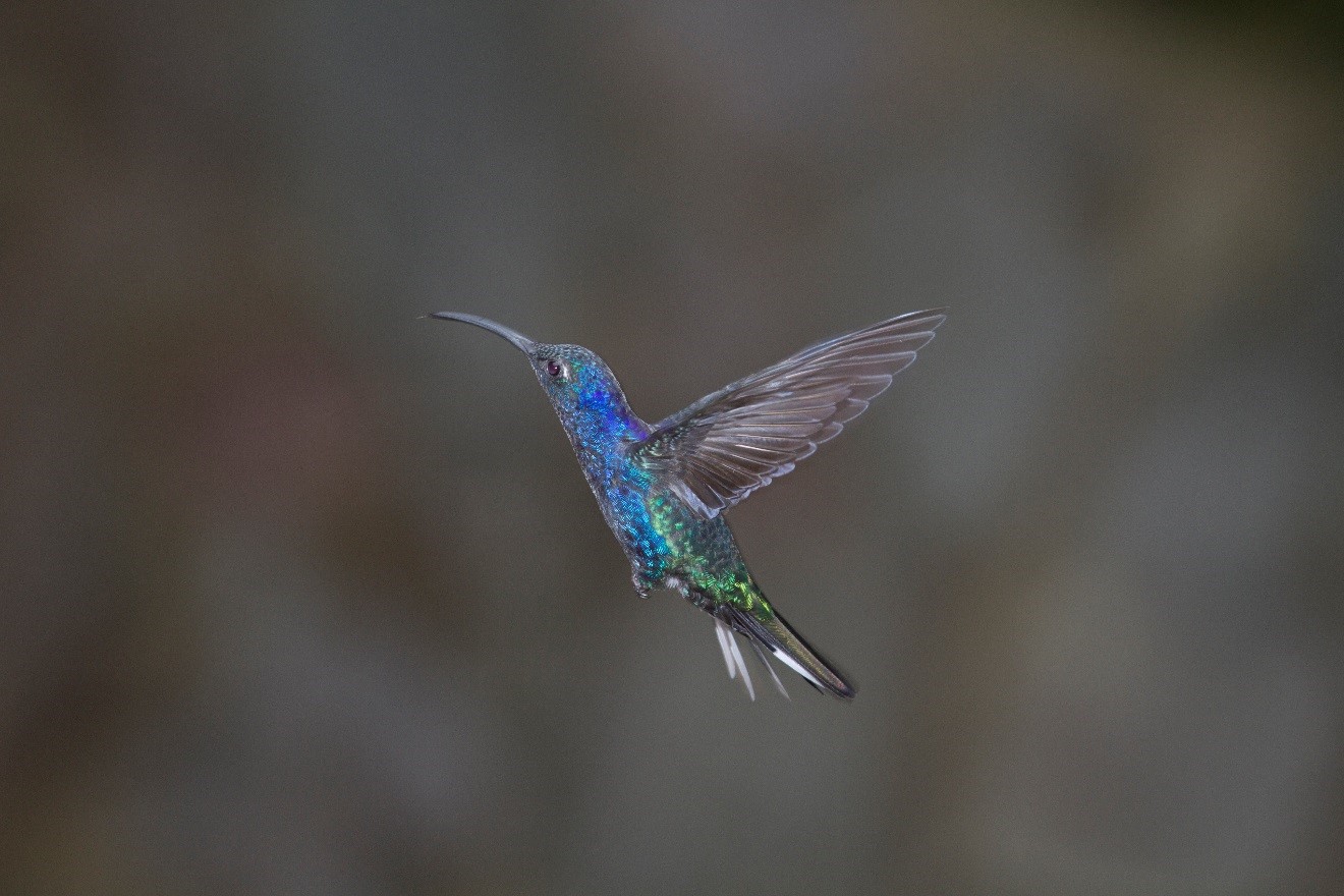 Hummingbird in Costa Rica 1