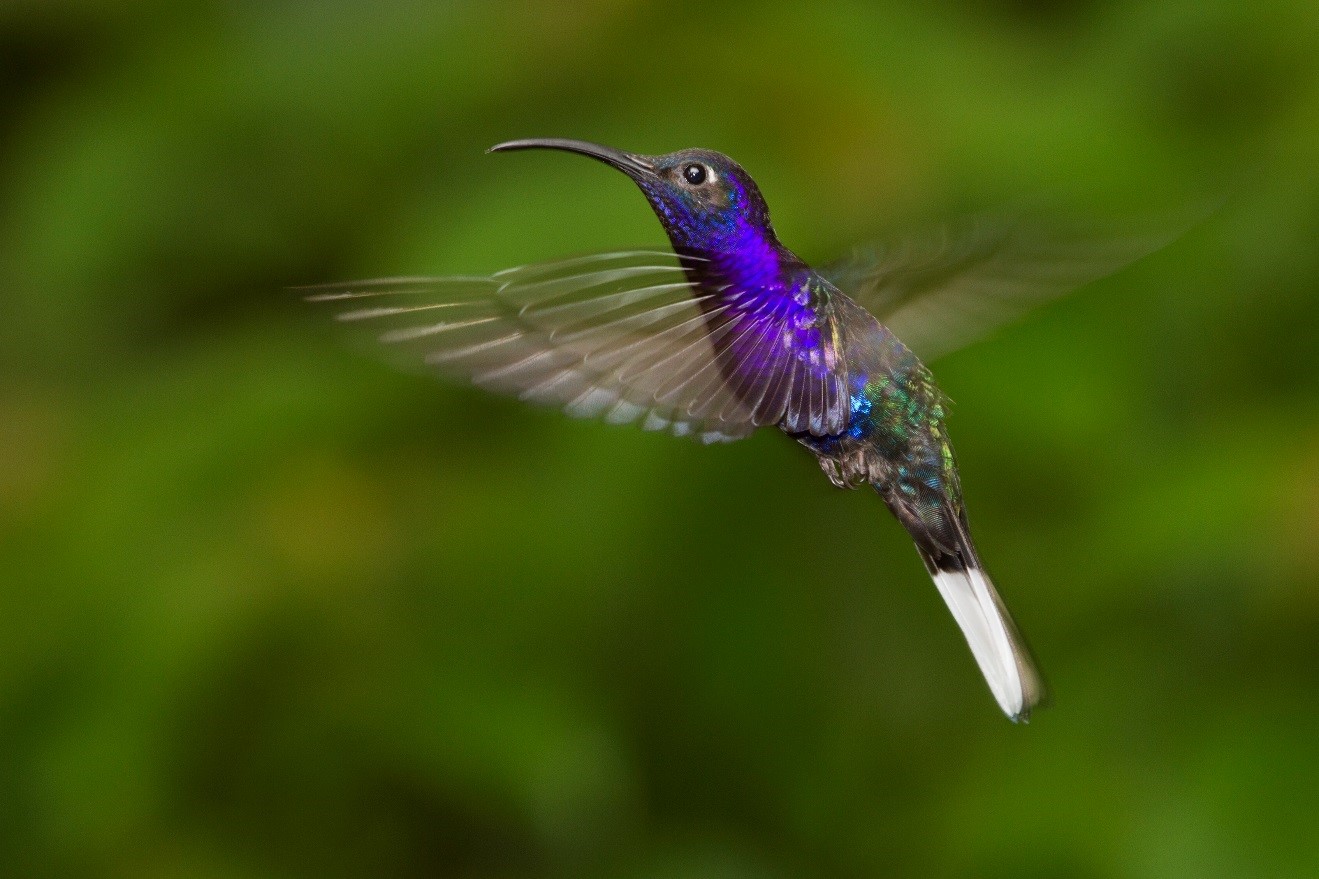 Hummingbird in Costa Rica 2