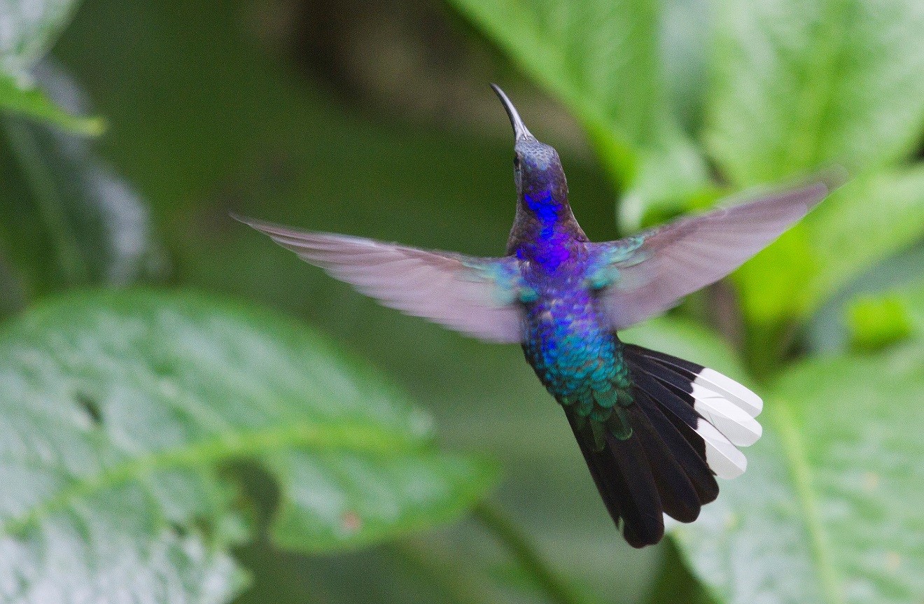 Hummingbird in Costa Rica 3