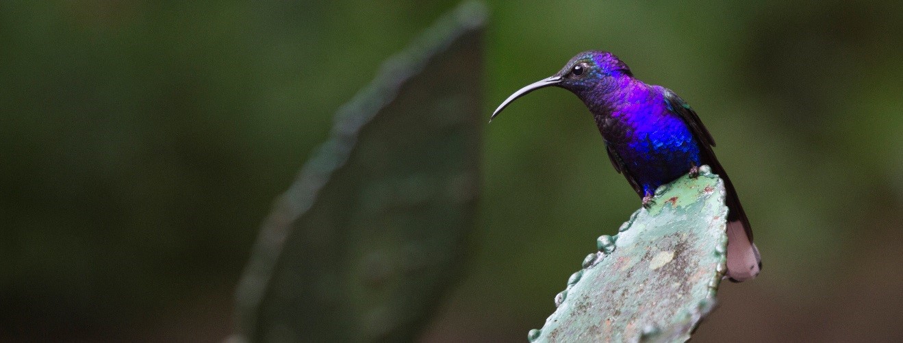 Hummingbird in Costa Rica 4