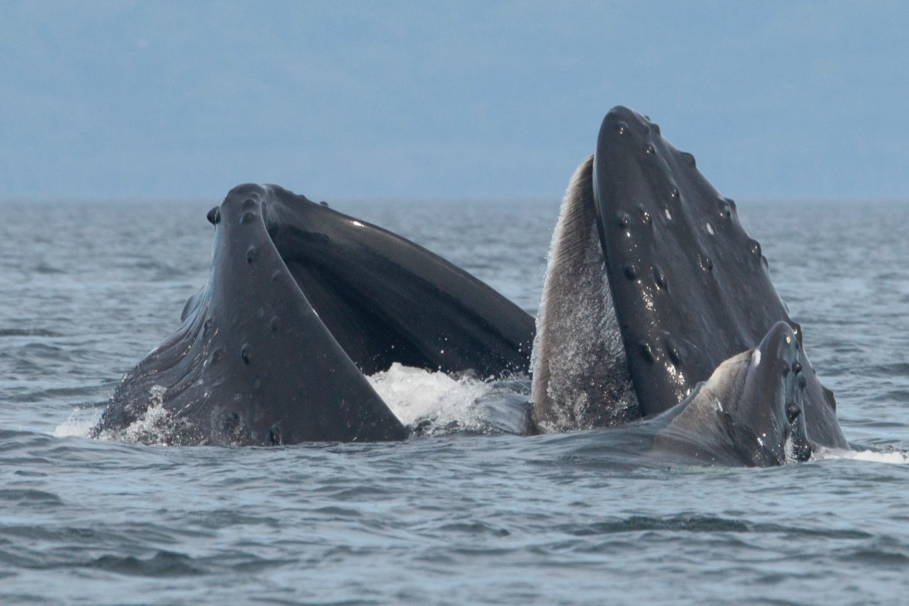Whale feeding