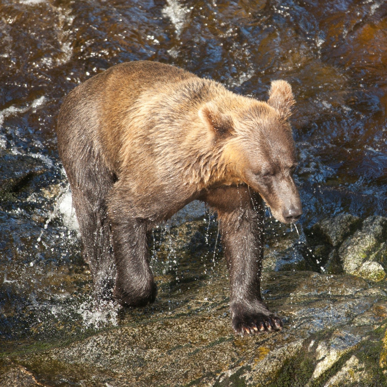 brown bear, anan creek, alaska