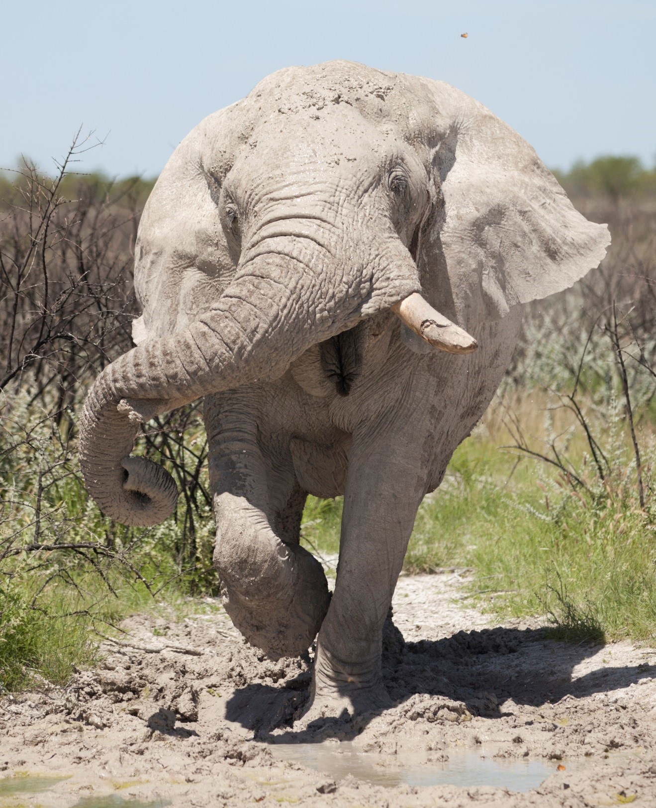Elephant in Etosha, Namibia