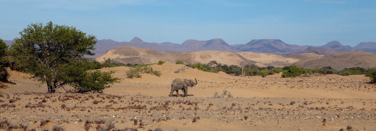 Elephant in the Namib Desert
