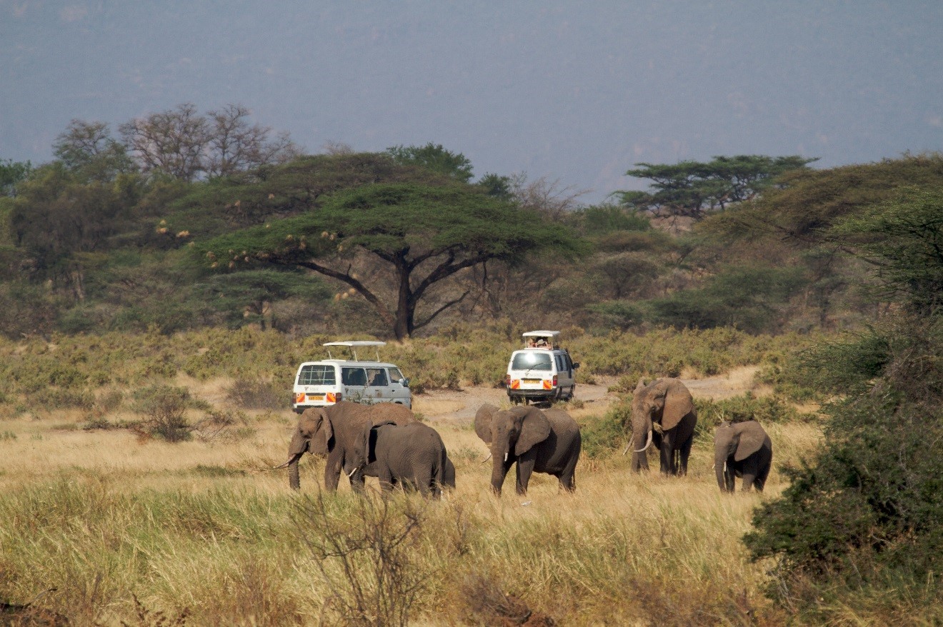 Elephant and Safari Vehicles