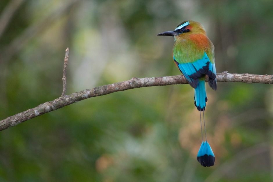 3442 best images about Beautiful Birds on Pinterest | Bird 