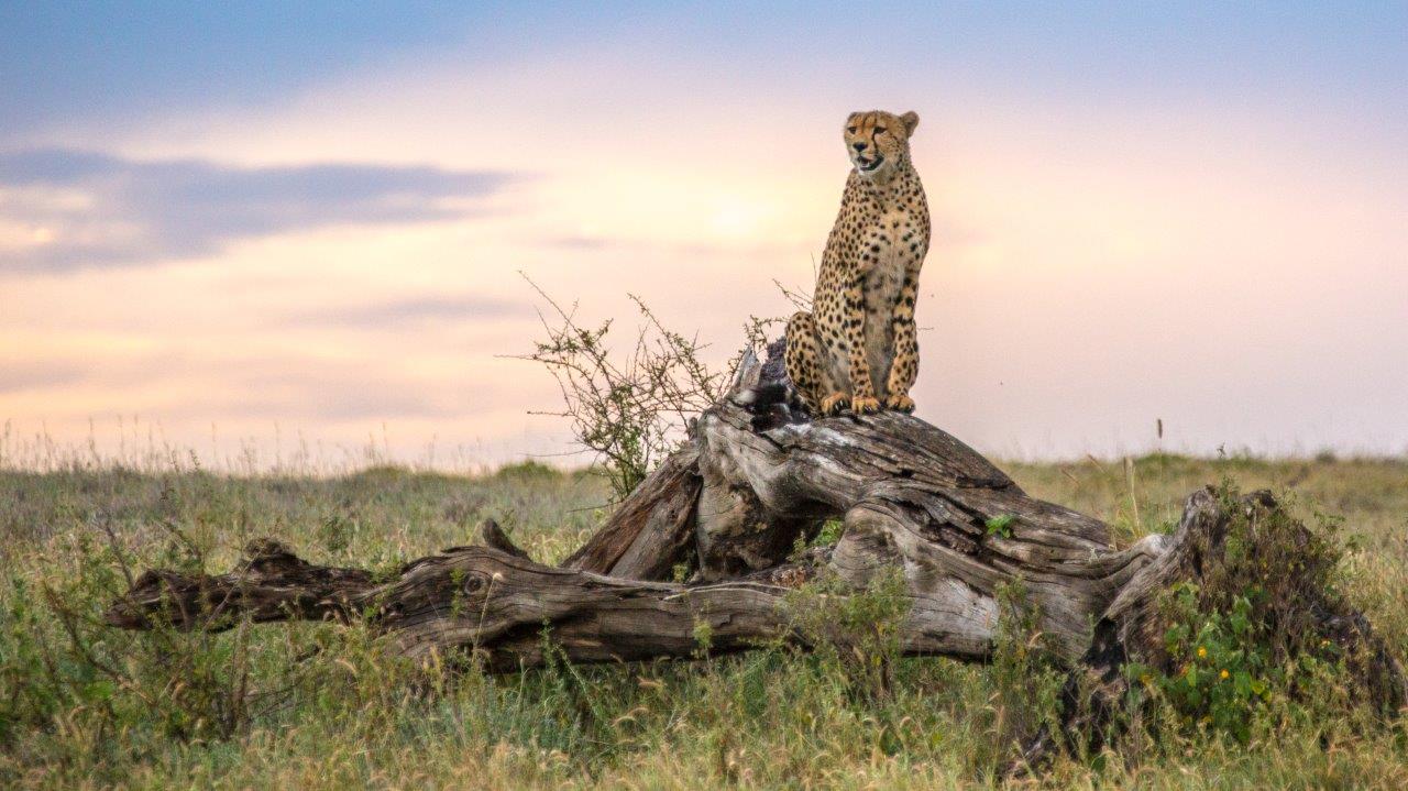 Cheetah Sunset