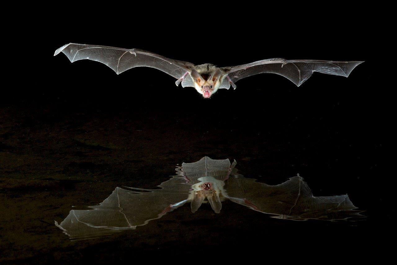 Pallid Bat Reflection