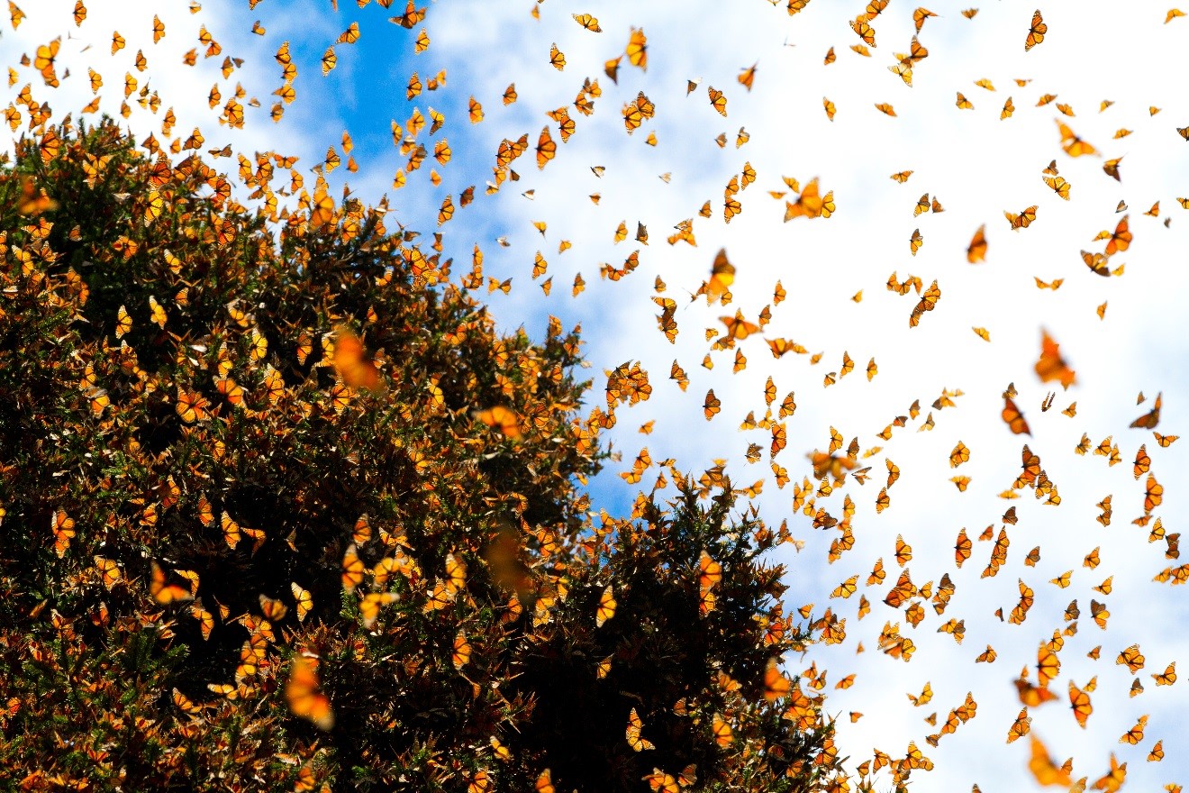 Monarchs flying