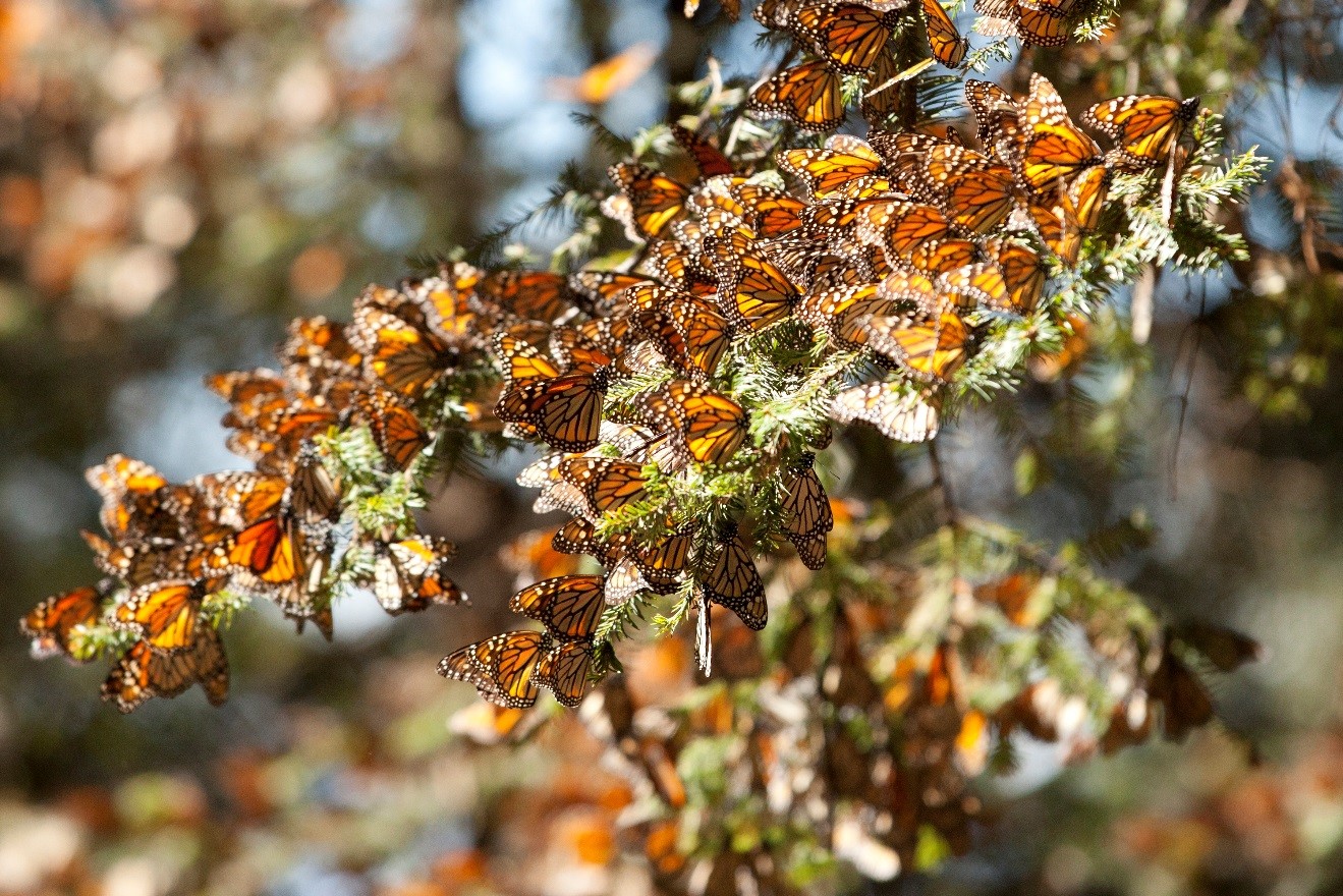 Monarchs on branch