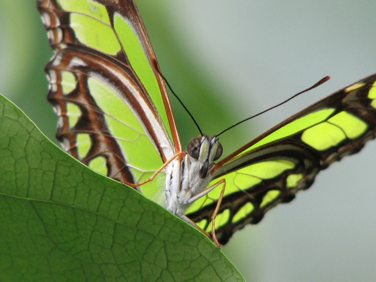 malachite butterfly in costa rica