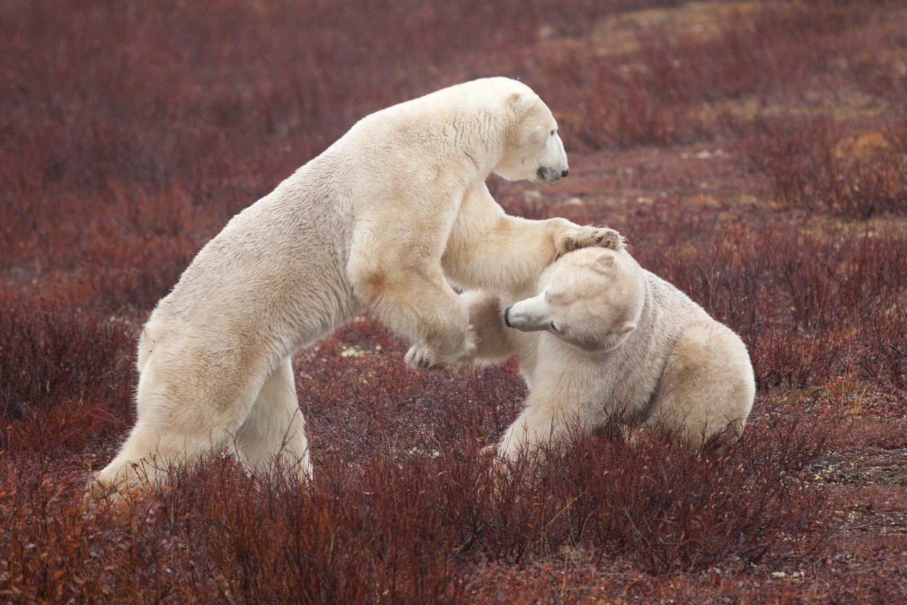 sparring polar bears