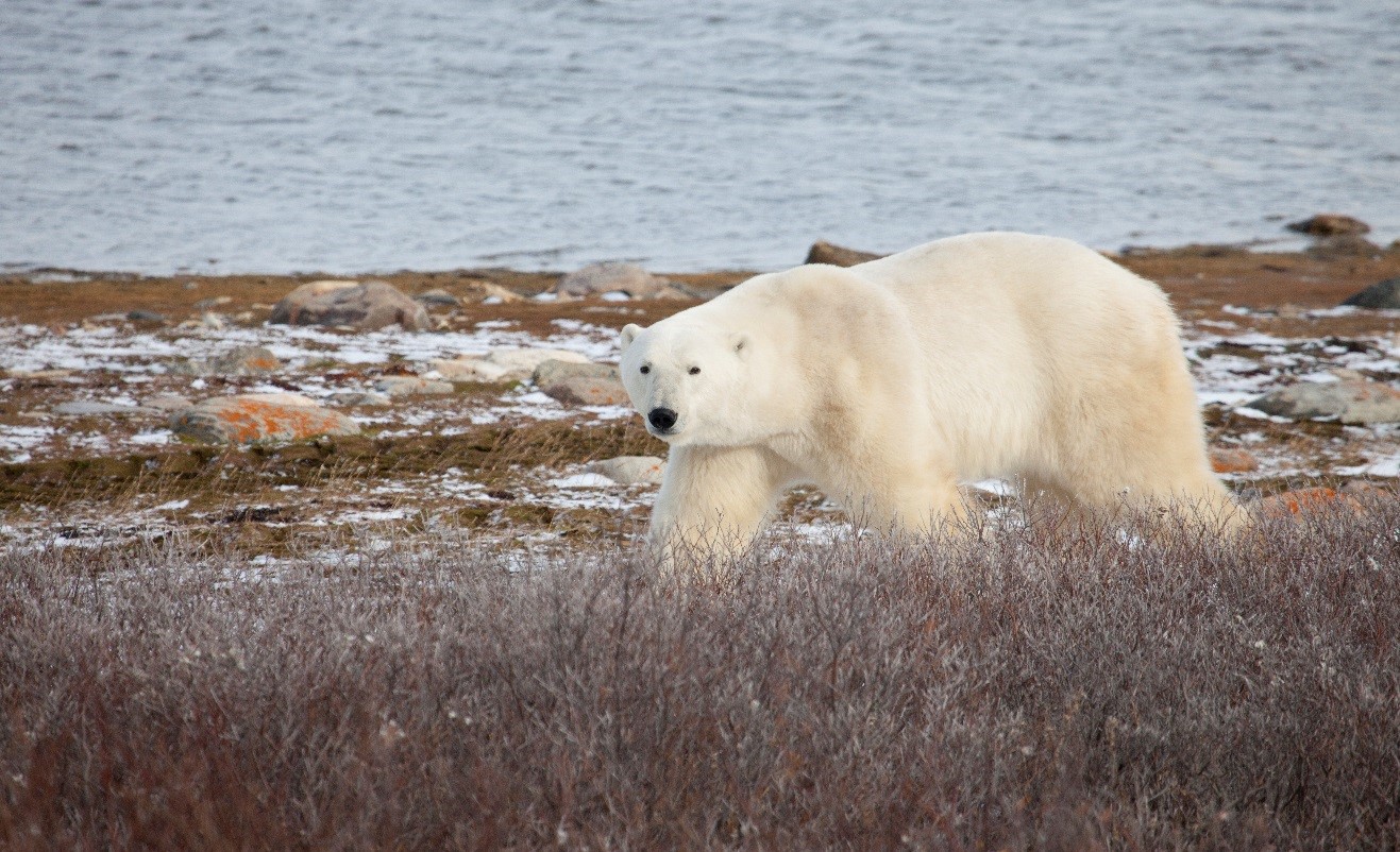 polar bear on shore