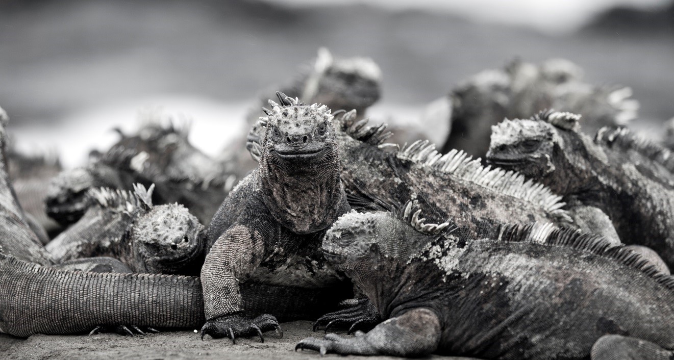 an alluring photo of marine iguanas in the galapagos island, laying in piles