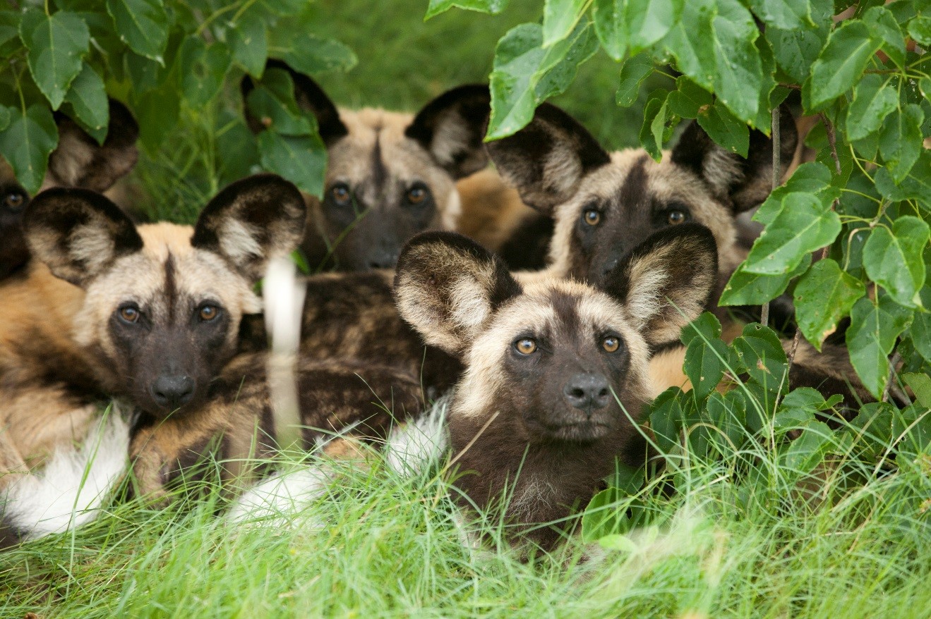 a group of wild dog pups in the bushes of botswana's okavango delta