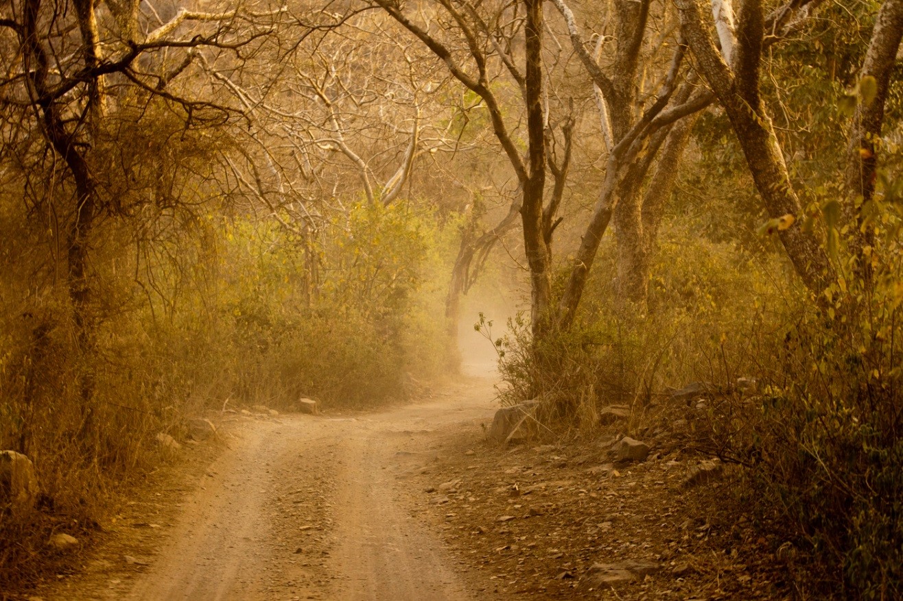 golden light making the game drive in ranthambore extra special