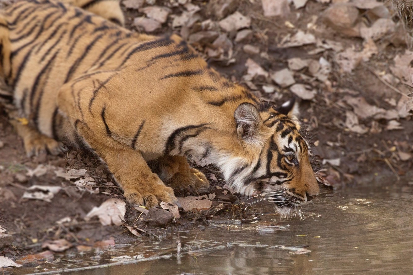 large tiger drinking at a watering hole in india