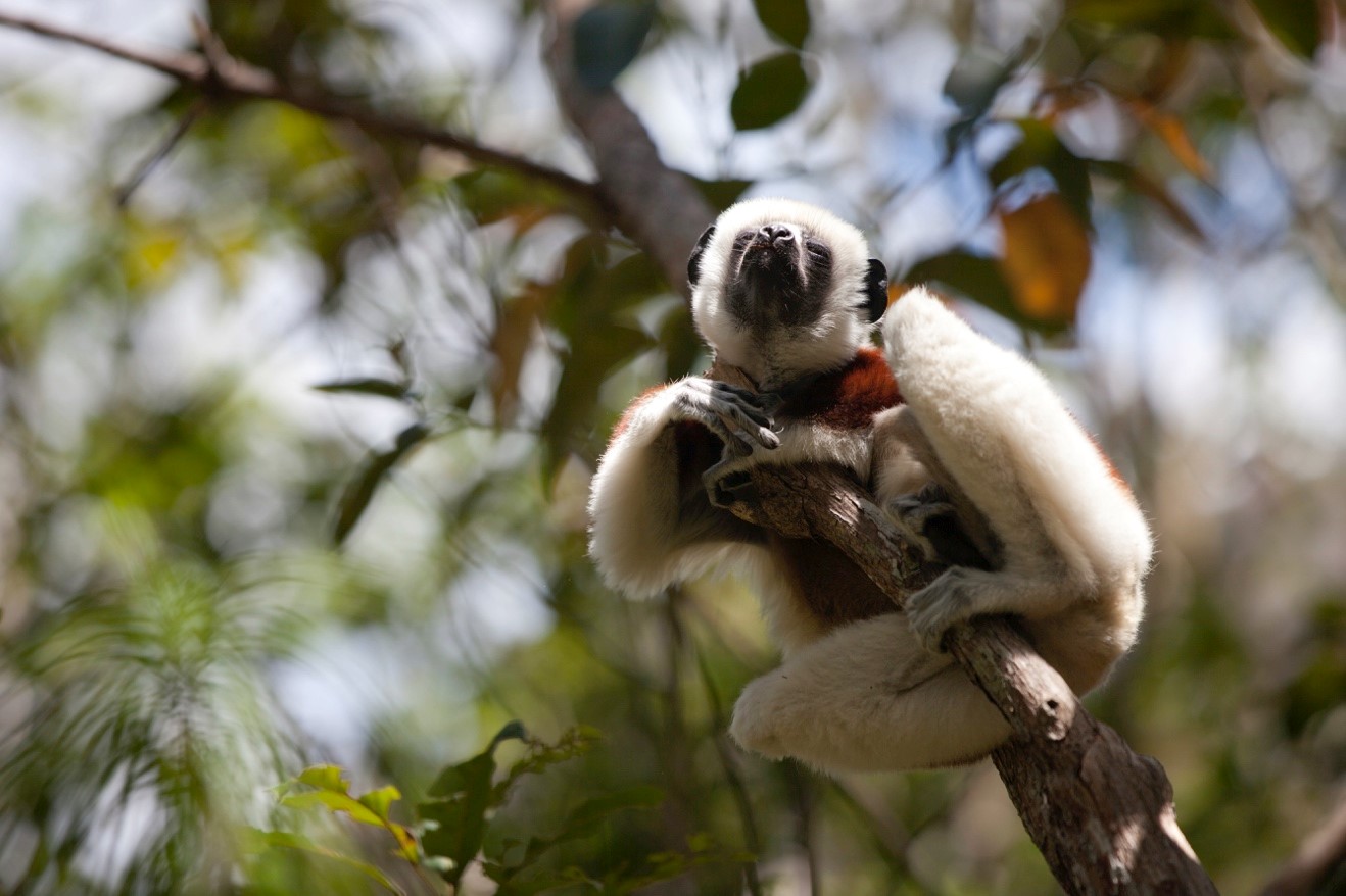 image of sifaka relaxing in the sun on a tree branch
