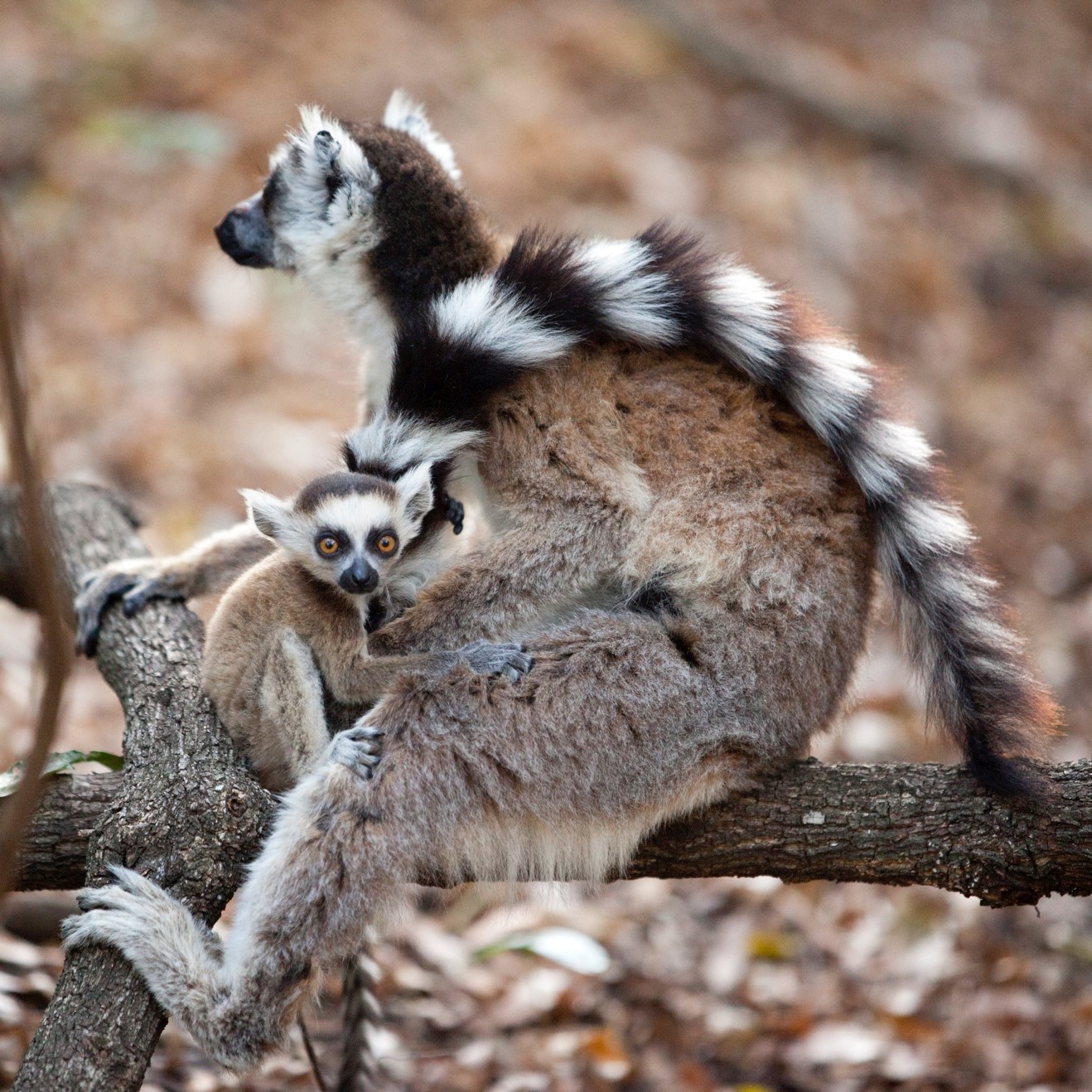 a mother and offspring ring-tailed lemur in Isalo National Park