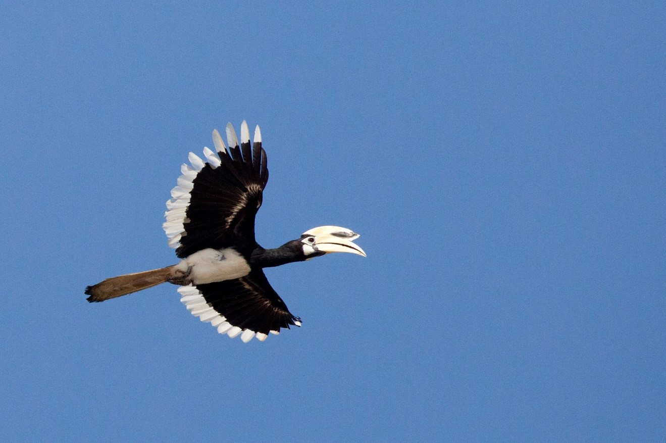 a hornbill soars across a blue sky in borneo