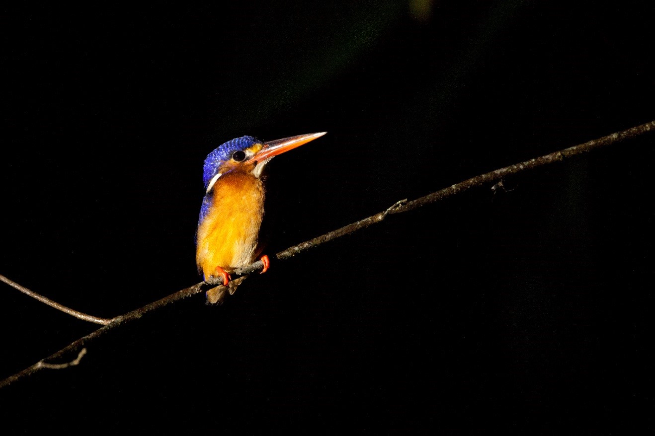 a small kingfisher perches on a branch at night in the kinabatangan river in borneo