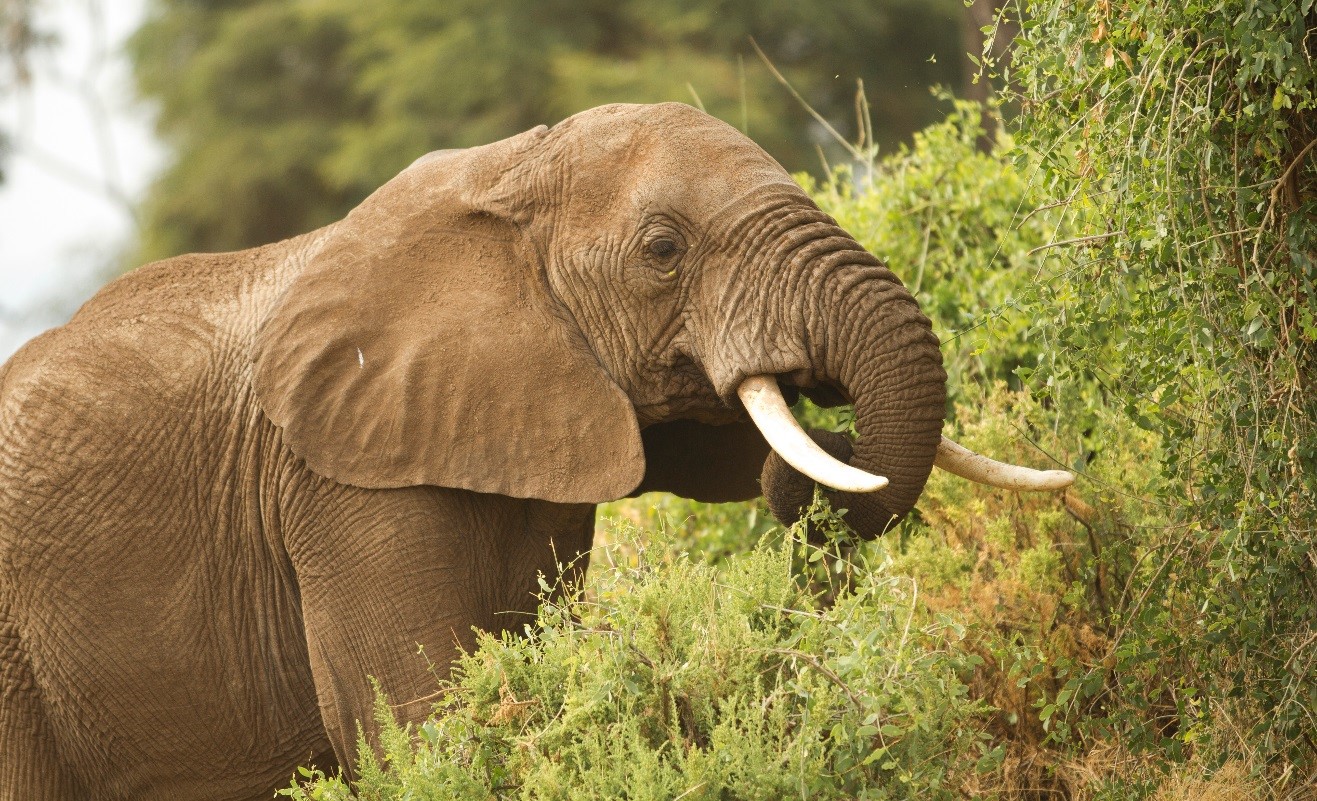 a large male elephant eating from a bush