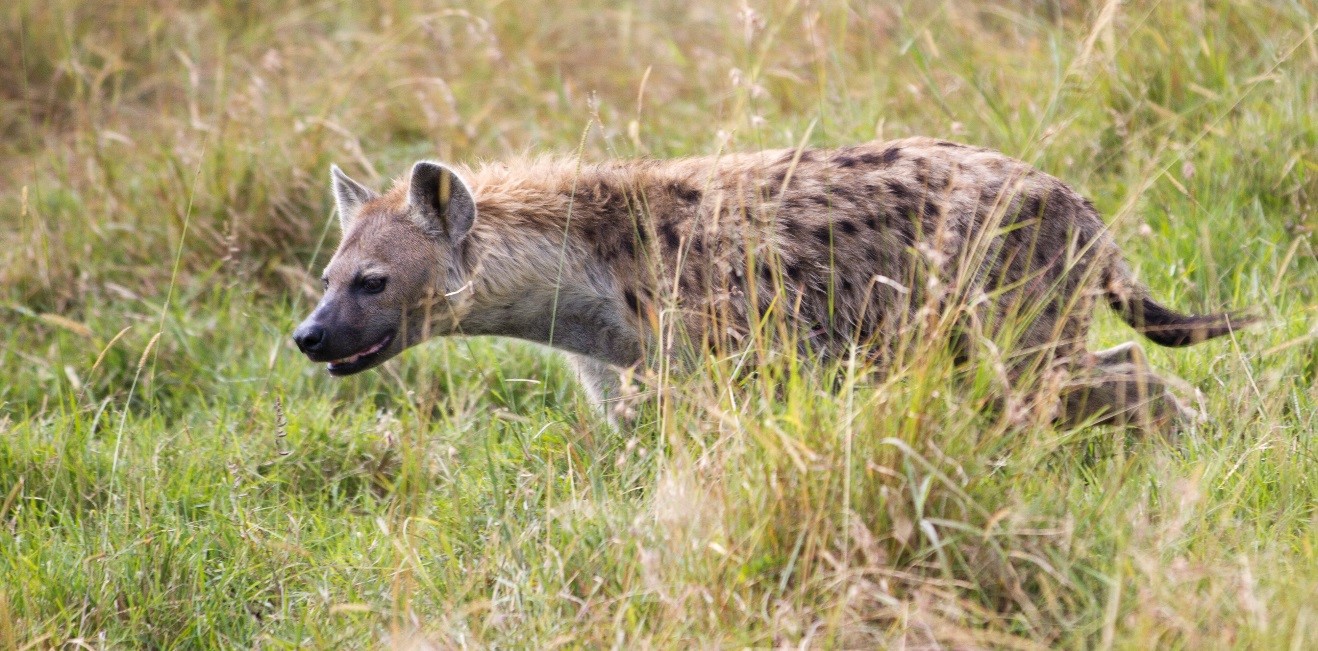 a hyena stalks in the tall grasses of the savanna