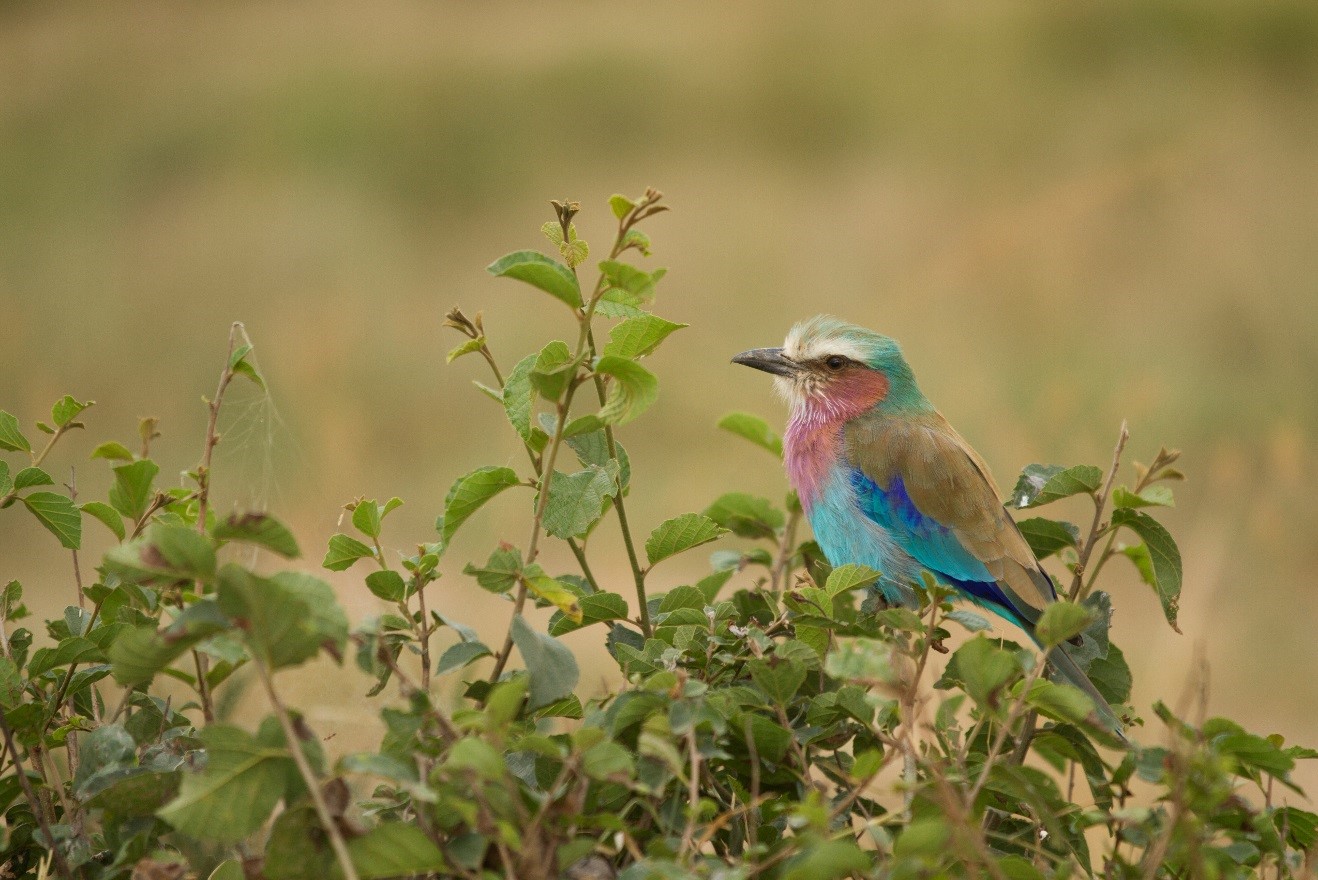 a colorful lilac-breasted roller sits on a bush in the plains of east africa