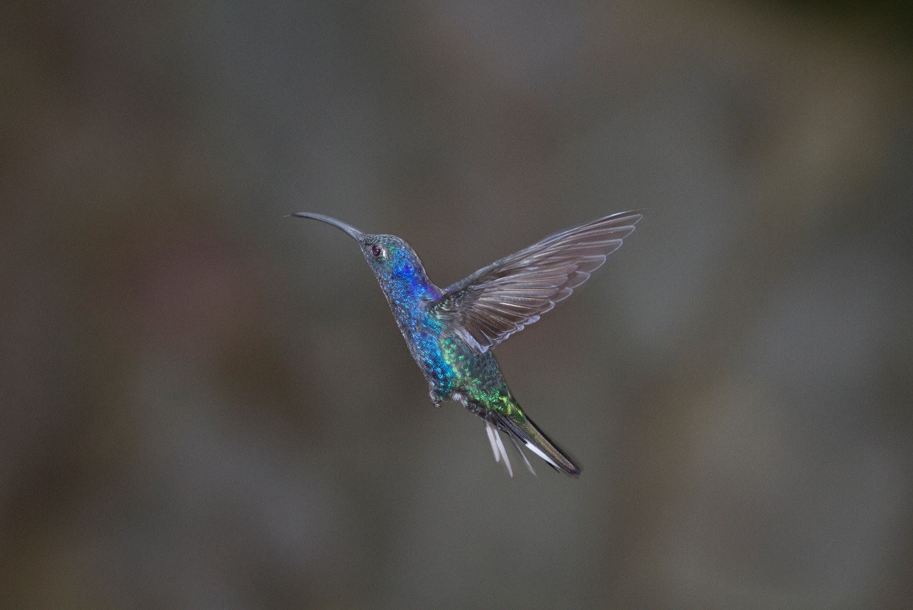 a blue and purple "violet sabrewing" hummingbird frozen in time with a photograph in Costa Rica's Monteverde