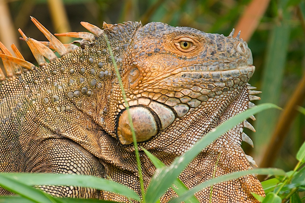 a large male tree iguana profile