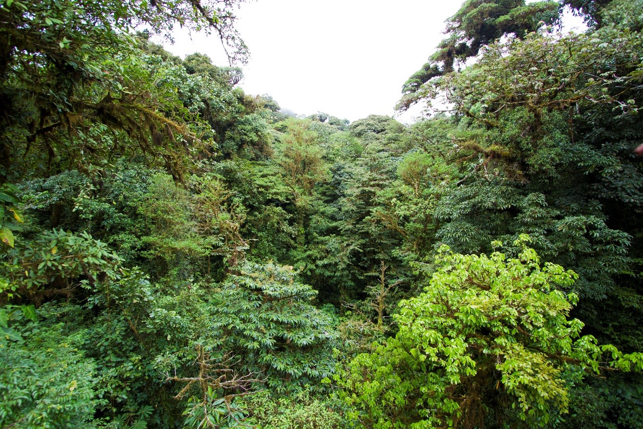 the lush jungle of costa rica