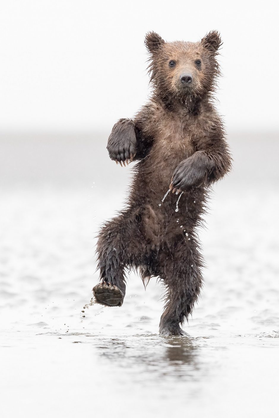 Congratulations to the Winners of the 2017 Wildlife Photo Contest!