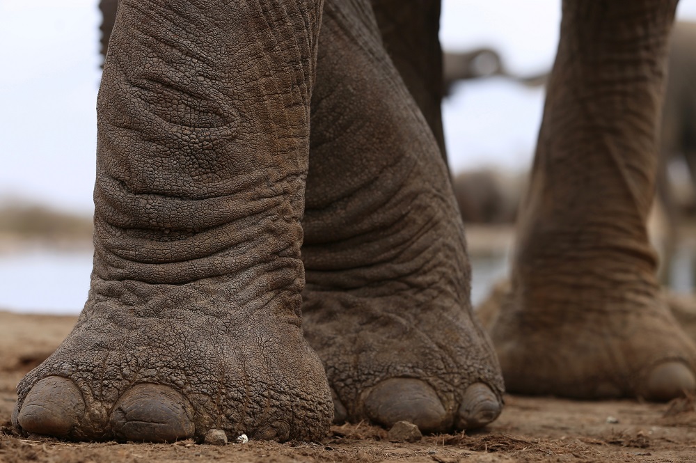 Close-Up of Elephant Feet