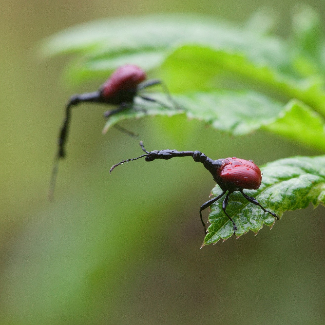 a photo of two male giraffe-necked weevils perched at the tips of green leaves