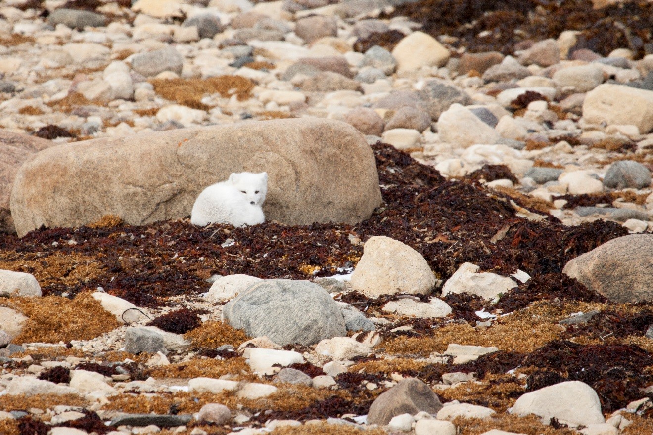 a small arctic fox curled up next to a rock with fall tundra colors around it