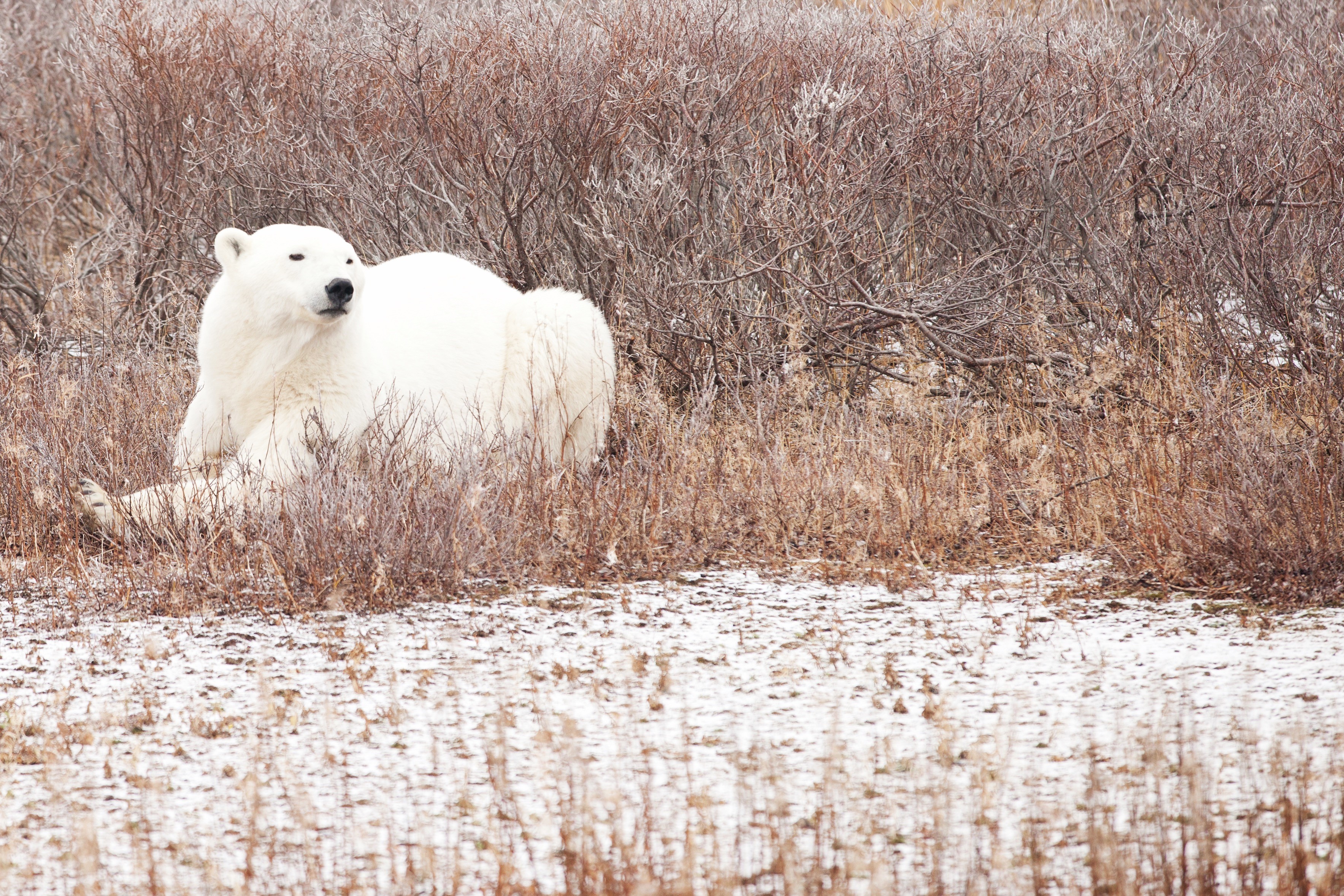 an adult polar bear rests in the grasses with a dusting of snow
