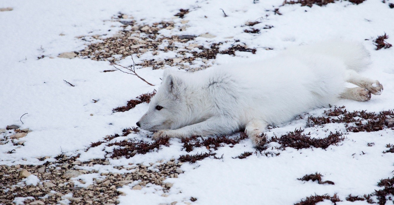 an adult arctic fox blending into its environment with snow and white coat