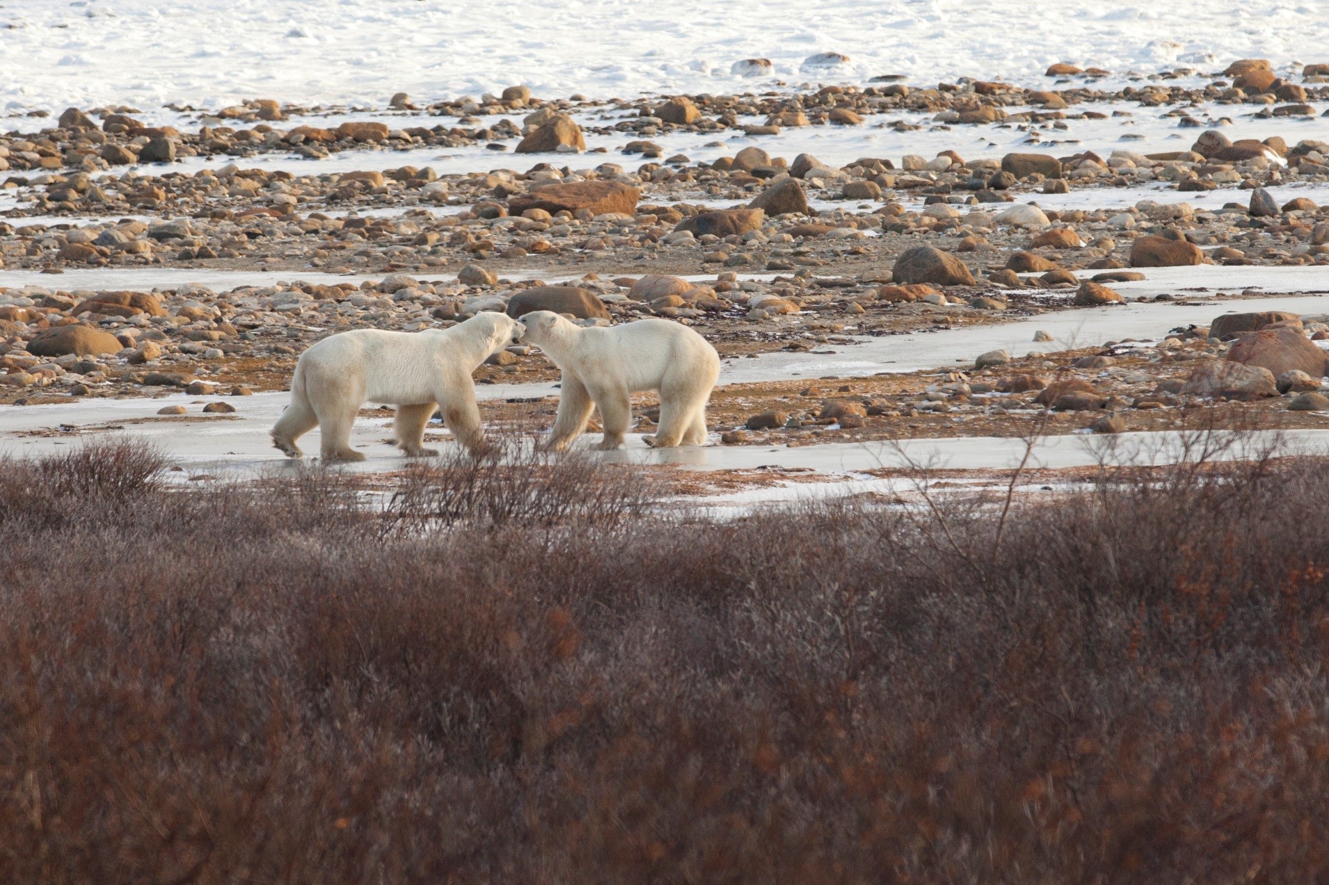 two male polar bears sparring on the edge of hudson bay